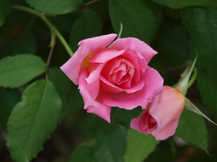 Floreceras y daras belleza